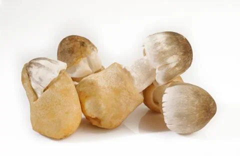 Mushroom Stock Photos