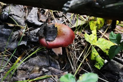 Mushroom 스톡 사진