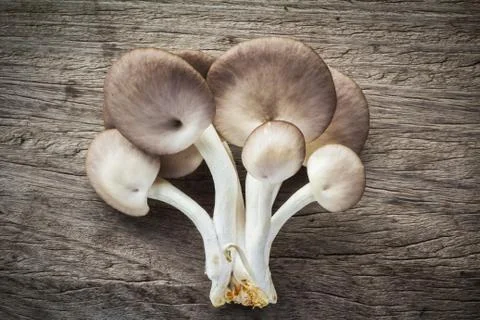 Mushroom Stock Photos