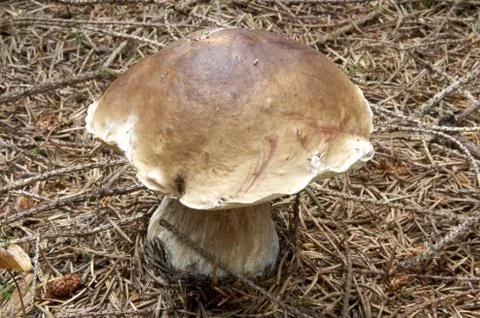 Mushroom Stock Photos