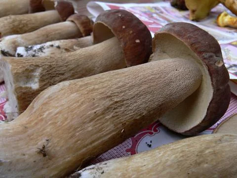 Mushroom Stock Photos
