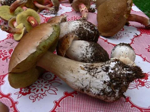 Mushroom Foto stock