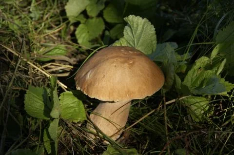 Mushroom Stock Photos