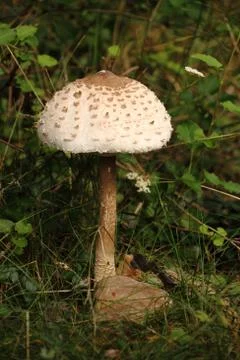 Mushroom Stock Photos