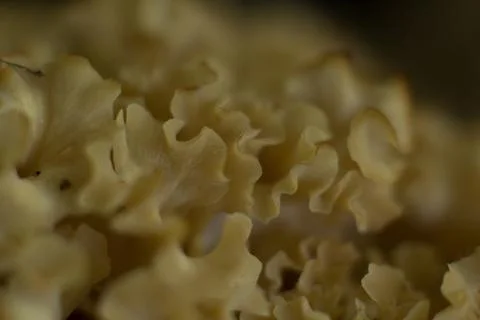 Mushroom Stock Photos