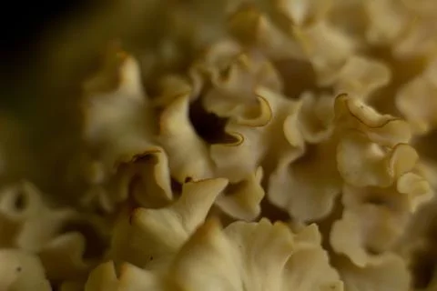 Mushroom Stock Photos