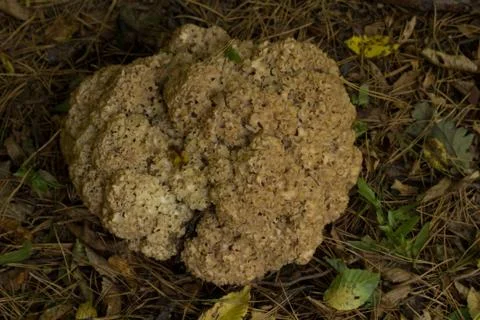 Mushroom Stock Photos