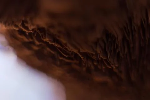 Mushroom Stock Photos