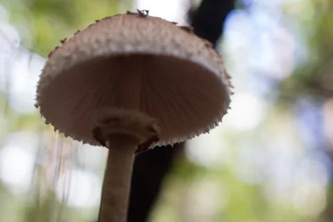 Mushroom Stock Photos