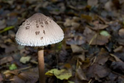 Mushroom Stock Photos