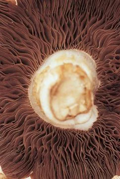 Mushroom Stock Photos