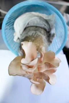 Mushroom Stock Photos