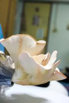 Mushroom Stock Photos