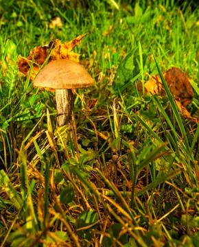 Mushroom Foto stock