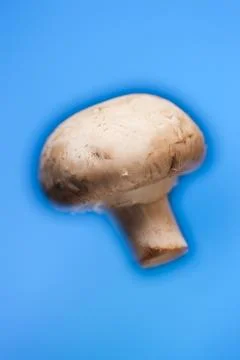 Mushroom Stock Photos
