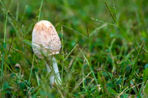 Mushroom Stock Photos