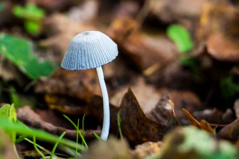 Mushroom Stock Photos