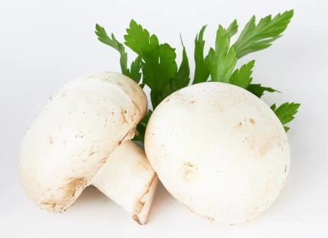 Mushroom Stock Photos
