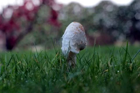 Mushroom Stock Photos