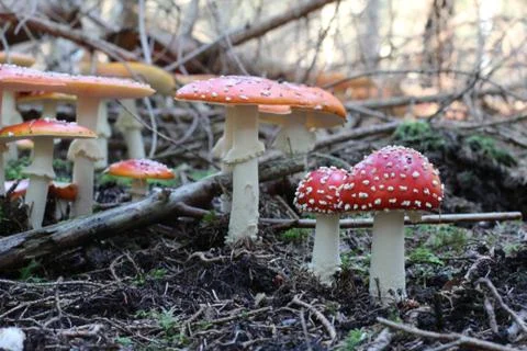 Mushroom Stock Photos
