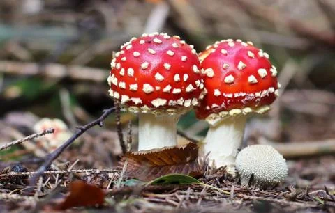 Mushroom Stock Photos