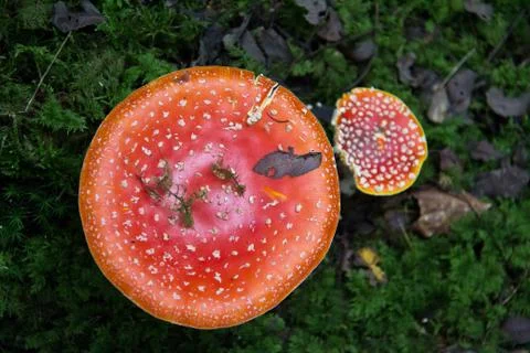 Mushroom Stock Photos