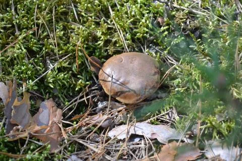 Mushroom Stock Photos