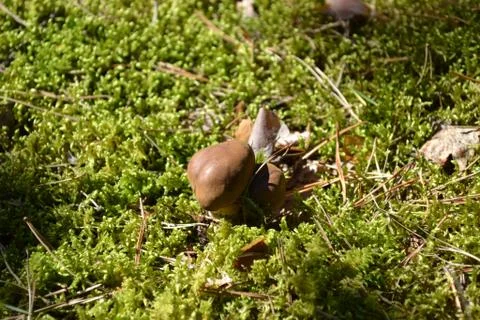 Mushroom 库存照片