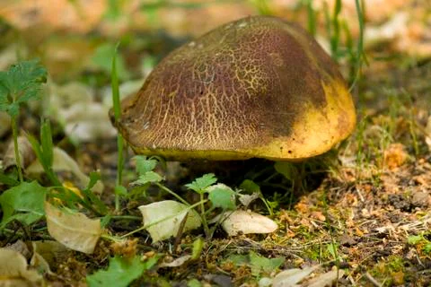 Mushroom Stock Photos