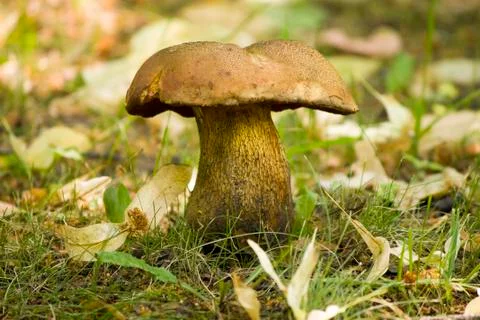 Mushroom Stock Photos