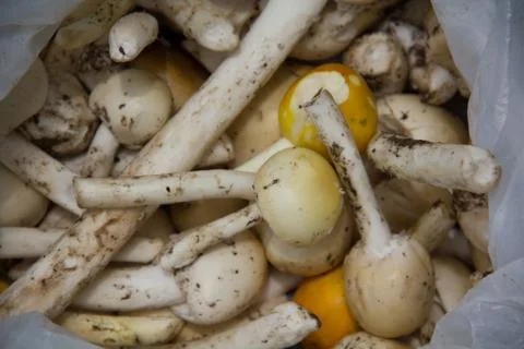 Mushroom Stock Photos