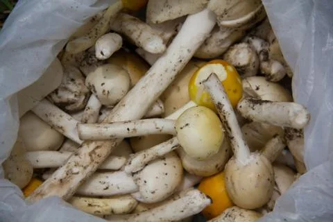 Mushroom Stock Photos