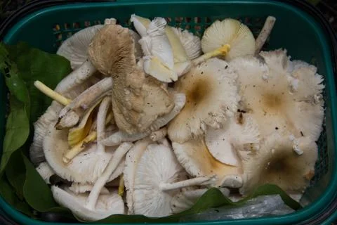 Mushroom Stock Photos