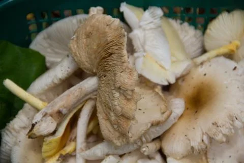 Mushroom Stock Photos