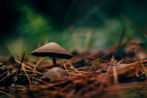 Mushroom Stock Photos