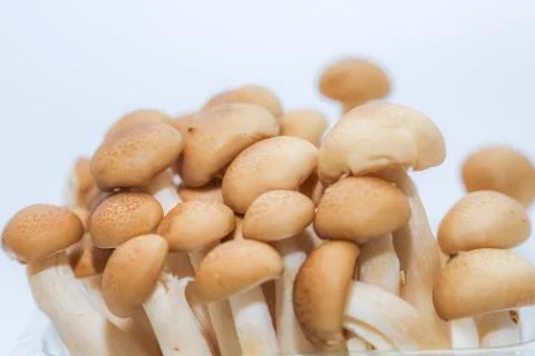 Mushroom Stock Photos