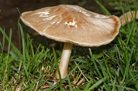 Mushroom Foto stock