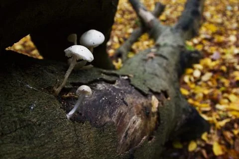 Mushroom Stock Photos
