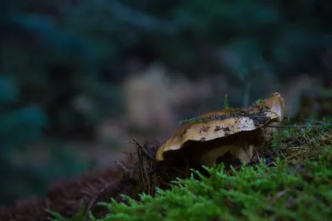 Mushroom Stock Photos