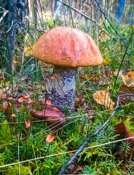 Mushroom Stock Photos