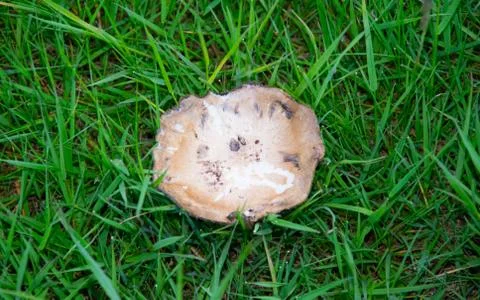 Mushroom Stock Photos