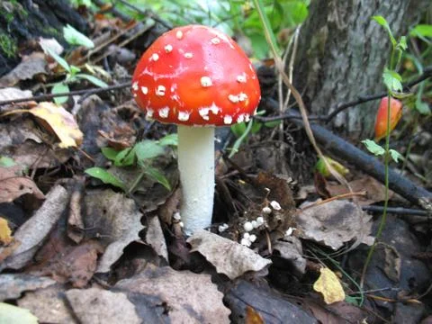 Mushroom Stock Photos