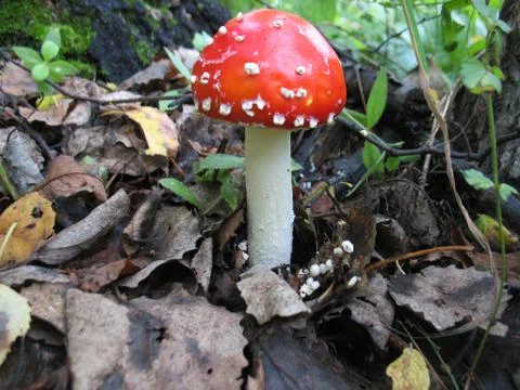 Mushroom Stock Photos