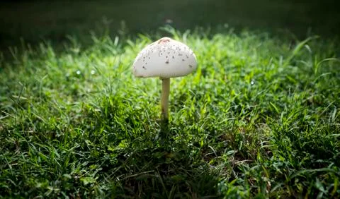 Mushroom Stock Photos