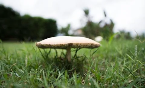 Mushroom Stock Photos