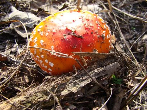 Mushroom Stock Photos