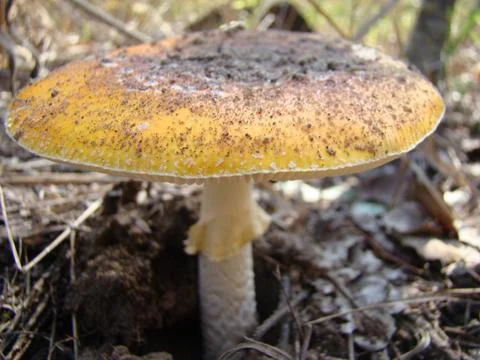 Mushroom Stock Photos