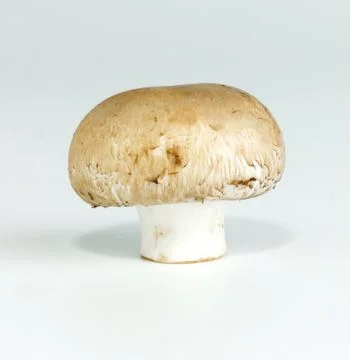 Mushroom Stock Photos