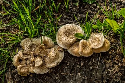 Mushroom Stock Photos