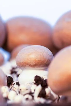 Mushroom Stock Photos